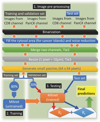 Predicting Relapse in Patients With Triple Negative Breast Cancer (TNBC) Using a Deep-Learning Approach